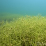 Grundrasen, Tauchen im Kulkwitzer See, Tauchen in Sachsen