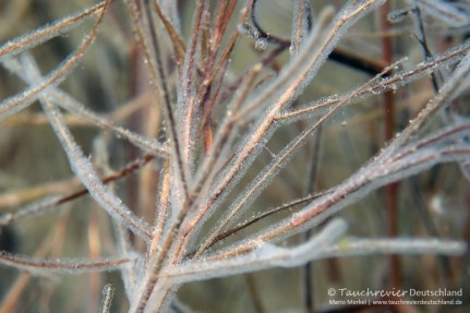 2016_05_04_KulkwitzerSee (117)