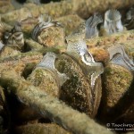 Dreikantmuscheln, Tauchen im Kulkwitzer See, Tauchen in Sachsen