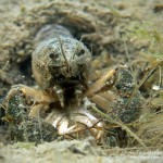 Kamberkrebs bei der Paarung, Tauchen im Kulkwitzer See, Tauchen in Sachsen