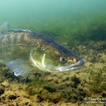 Zander (Sander lucioperca), Tauchen im Kalksee, Tauchen in Deutschland