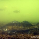 Zander (Sander lucioperca), Tauchen im Kalksee, Tauchen in Deutschland