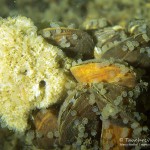 Zander (Sander lucioperca), Tauchen im Kalksee, Tauchen in Deutschland