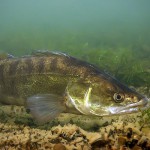 Zander (Sander lucioperca), Tauchen im Kalksee, Tauchen in Deutschland