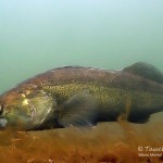 Zander (Sander lucioperca), Tauchen im Kalksee, Tauchen in Deutschland