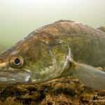 Zander (Sander lucioperca), Tauchen im Kalksee, Tauchen in Deutschland