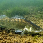 Zander (Sander lucioperca), Tauchen im Kalksee, Tauchen in Deutschland