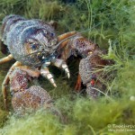 Edelkrebs. Tauchen im Sundhäuser See. Tauchen in Thüringen