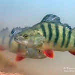 Flussbarsche. Tauchen im Sundhäuser See. Tauchen in Thüringen