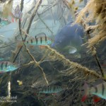 Spiegelkarpfen, Flussbarsch. Tauchen im Sundhäuser See. Tauchen in Thüringen