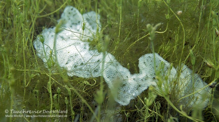 2016_05_11_SundhäuserSee (109)