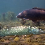 Hecht, Spiegelkarpfen. Tauchen im Sundhäuser See. Tauchen in Thüringen