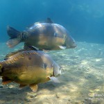 Spiegelkarpfen. Tauchen im Sundhäuser See. Tauchen in Thüringen