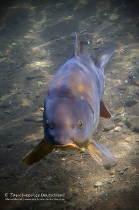 2016_05_11_SundhäuserSee (115)