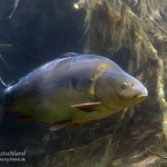 Spiegelkarpfen. Tauchen im Sundhäuser See. Tauchen in Thüringen