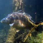 Spiegelkarpfen. Tauchen im Sundhäuser See. Tauchen in Thüringen