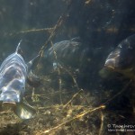 Spiegelkarpfen. Tauchen im Sundhäuser See. Tauchen in Thüringen