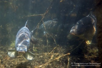 2016_05_11_SundhäuserSee (118)