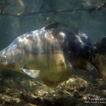 Spiegelkarpfen. Tauchen im Sundhäuser See. Tauchen in Thüringen