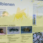 Wildbienen, Tauchen im Möwensee, Tauchen in Thüringen
