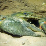 Edelkrebs, Tauchen im Möwensee, Tauchen in Thüringen