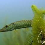 Hecht, Esox lucius, Tauchen im Steinbruch Ammelshain, Tauchen in Sachsen