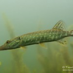 Hecht, Esox lucius, Tauchen im Steinbruch Ammelshain, Tauchen in Sachsen