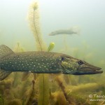 Hechte, Esox, Tauchen im Steinbruch Ammelshain, Tauchen in Sachsen