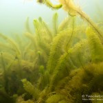 Makrophyten, Tauchen im Steinbruch Ammelshain, Tauchen in Sachsen