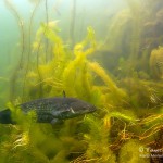 Europäische Wels, Flusswels, Silurus glanis, Tauchen im Steinbruch Ammelshain, Tauchen in Sachsen