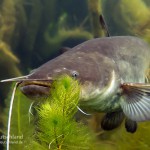 Europäische Wels, Flusswels, Silurus glanis, Tauchen im Steinbruch Ammelshain, Tauchen in Sachsen