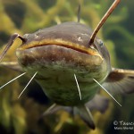 Europäische Wels, Flusswels, Silurus glanis, Tauchen im Steinbruch Ammelshain, Tauchen in Sachsen