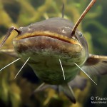 Europäische Wels, Flusswels, Silurus glanis, Tauchen im Steinbruch Ammelshain, Tauchen in Sachsen