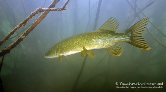 2016_06_07_Edderitz (101)