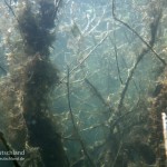 Unterwasserwald, Tauchen im Edderitzer See, Tauchen in Sachsen-Anhalt