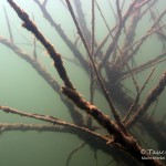 Unterwasserwald, Tauchen im Edderitzer See, Tauchen in Sachsen-Anhalt