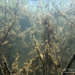 Unterwasserwald, Tauchen im Edderitzer See, Tauchen in Sachsen-Anhalt