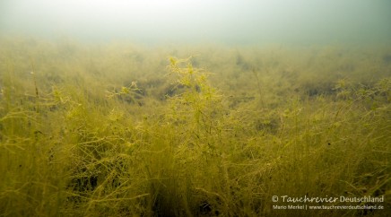 2016_06_07_Edderitz (113)