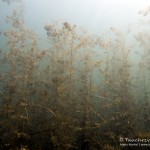 Tausendblatt, Tauchen im Edderitzer See, Tauchen in Sachsen-Anhalt