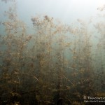 Tausendblatt, Tauchen im Edderitzer See, Tauchen in Sachsen-Anhalt