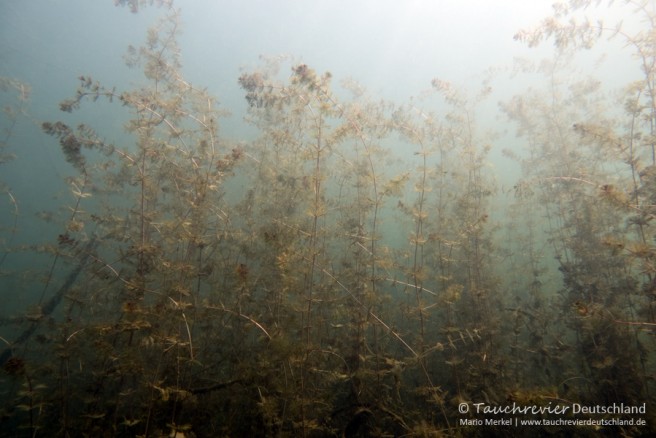 2016_06_07_Edderitz (117)