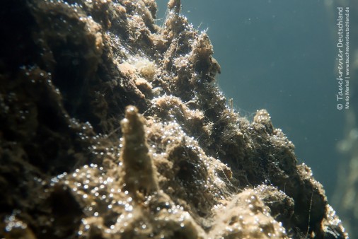 2016_06_07_Edderitz (118)