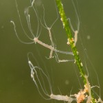 Süßwasserpolyp, Tauchen im Edderitzer See, Tauchen in Sachsen-Anhalt