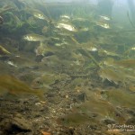 Kaulbarsche, Tauchen im Stienitzsee, Tauchen in Brandenburg