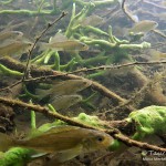 Kaulbarsch, Tauchen im Stienitzsee, Tauchen in Brandenburg