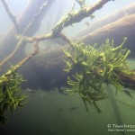 Süßwasserschwamm, Tauchen im Stienitzsee, Tauchen in Brandenburg