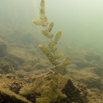 Raues Hornblatt, Tauchen im Stienitzsee, Tauchen in Brandenburg