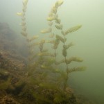 Raues Hornblatt, Tauchen im Stienitzsee, Tauchen in Brandenburg