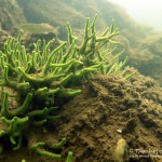 Süßwasserschwamm, Tauchen im Stienitzsee, Tauchen in Brandenburg