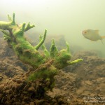 Süßwasserschwamm, Tauchen im Stienitzsee, Tauchen in Brandenburg